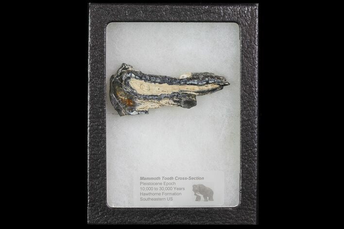 Mammoth Molar Slice With Case - South Carolina #67746